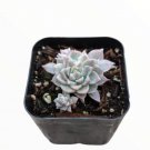 Live Fresh Sedum Clavatum Succulent Plant Fully Rooted In 2 Planter Indoor Fresh Garden