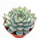 Live Fresh Senecio Citri Mis Succulent Plant Fully Rooted In 4 Planter Pot Fresh Garden