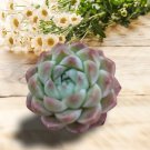 Live Haworthia Fasciata Big Band Succulent Plant Rooted In 4 Planter Pot Fresh Garden Live Haworthia Fasciata Big Band Succulent Plant Rooted In 4 Planter Pot Fresh Garden
