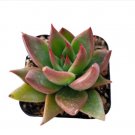 Live Healthy Echeveria Brown Rose Succulent Plant Fully Rooted In 4 Inch Planter Fresh Garden Live Healthy Echeveria Brown Rose Succulent Plant Fully Rooted In 4 Inch Planter Fresh Garden