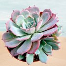 Live Kalanchoe Tomentosa Daruma Succulent Plant Rooted In 4 Inch Planter Pot Fresh Garden