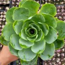 Live Peperomia Dolabri Mis Succulent Plant Fully Rooted In 2 Inch Plant Pots Fresh Garden