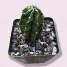 Live Rare Conophytum Maughanii Succulent Plant Potted In 2 Pot Home Decor Fresh Garden