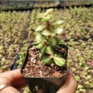 Live Fresh Succulent Plant X Pachyveria Clavifolia Fully Rooted In 2 Plant Pot Fresh Garden Live Fresh Succulent Plant X Pachyveria Clavifolia Fully Rooted In 2 Plant Pot Fresh Garden