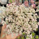 Live Rare Crassula Cv. Jade Necklace Succulent Plant Rooted In 2 Plant Pot Fresh Garden