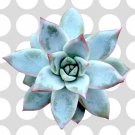 Live Rare Crassula Tom Thumb Variegated Succulent Plant Rooted In 4 Planter Fresh Garden