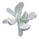 Live Rare Echeveria Biante Plant Fully Rooted In 4 Planter Fresh Garden