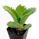 Live Rare Echeveria Chihuahuaensis Succulent Fully Rooted In 2 Inch Plant Pot Fresh Garden Live Rare Echeveria Chihuahuaensis Succulent Fully Rooted In 2 Inch Plant Pot Fresh Garden