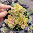 Live Rare Echeveria Ice Green Succulent Plant Fully Rooted In 2 Plant Pots Fresh Garden