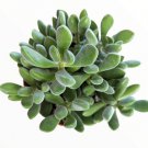 Live Rare Echeveria Lola Succulent Plant Fully Rooted In 2 Plastic Plant Pot Fresh Garden