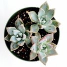 Live Rare Echeveria Subcorymbosa Lau 026 Succulent Fully Rooted In 2 Planter Fresh Garden