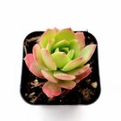 Live Rare Pachyphytum Machucae Baby Finger Plant Fully Rooted In 2 Planter Fresh Garden Live Rare Pachyphytum Machucae Baby Finger Plant Fully Rooted In 2 Planter Fresh Garden