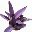 Live Rare Rosette Echeveria Psyche Succulent Plant Fully Rooted In 4 Planter Fresh Garden Live Rare Rosette Echeveria Psyche Succulent Plant Fully Rooted In 4 Planter Fresh Garden