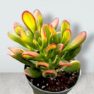Live Rare Rosette Echeveria Snow Bunny Fully Rooted In 2 Inch Potted Planter Fresh Garden Live Rare Rosette Echeveria Snow Bunny Fully Rooted In 2 Inch Potted Planter Fresh Garden