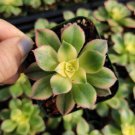 Live Rare Rosette Echeveria Alba Beauty Succulent Fully Rooted In 4 Plant Pot Fresh Garden Live Rare Rosette Echeveria Alba Beauty Succulent Fully Rooted In 4 Plant Pot Fresh Garden