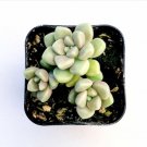 Live Rare Sedum Rubrotinctum Roseum Succulent Fully Rooted In 2 Plant Pot Fresh Garden Live Rare Sedum Rubrotinctum Roseum Succulent Fully Rooted In 2 Plant Pot Fresh Garden