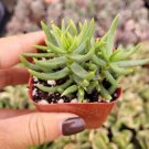 Live Rosette Echeveria Blue Surprise Succulent Plant Fully Rooted In 2 Planter Fresh Garden Live Rosette Echeveria Blue Surprise Succulent Plant Fully Rooted In 2 Planter Fresh Garden