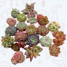 Live Rosette Echeveria Pink Tips Succulent Plant Fully Rooted In 4 Plant Pot Fresh Garden Live Rosette Echeveria Pink Tips Succulent Plant Fully Rooted In 4 Plant Pot Fresh Garden