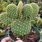 Live Rosette Echeveria Love Letter Plant Fully Rooted In 4 Planter Fresh Garden