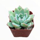 Live Senecio Jacobsenii Trailing Jade Weeping Jade Plant Rooted In 4 Planter Fresh Garden Live Senecio Jacobsenii Trailing Jade Weeping Jade Plant Rooted In 4 Planter Fresh Garden