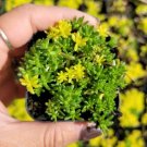 Live X Graptoveria A Grim One Fully Rooted In 4 Plant Pot Fresh Garden Live X Graptoveria A Grim One Fully Rooted In 4 Plant Pot Fresh Garden