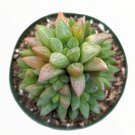 Live Xgraptosedum Francesco Baldi Succulent Plant Fully Rooted In 4 Planter Fresh Garden Live Xgraptosedum Francesco Baldi Succulent Plant Fully Rooted In 4 Planter Fresh Garden