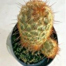 Mammillaria Elongata Copper King Comes In A 2.5 Pot Fresh Garden