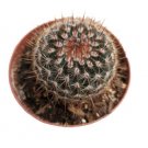 Mammillaria Spinosissima Red Headed Irishman Cactus Plant Fresh Garden
