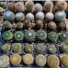 Mammillaria Tezontle And 5 More Varieties Of Mammillaria Lot Of 36 Cacti Plants Fresh Garden Mammillaria Tezontle And 5 More Varieties Of Mammillaria Lot Of 36 Cacti Plants Fresh Garden