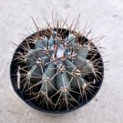 Melocactus Azureus “Turk’S Cap Cactus Comes In A 2.5 Pot Fresh Garden Melocactus Azureus “Turk’S Cap Cactus Comes In A 2.5 Pot Fresh Garden