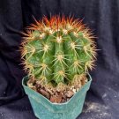 Melocactus Broadway Cephalium Bearing Cactus Plant Fresh Garden