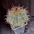 Melocactus Concinnus Mature Cephalium Bearing Cactus Plant Fresh Garden