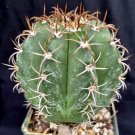 Melocactus Matanzanus Cephalium Bearing Cactus Plant Fresh Garden