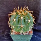 Melocactus Panamensis Cactus Plant Fresh Garden