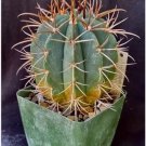 Melocactus Warasii Cephalium Bearing Cactus Plant Fresh Garden