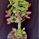 Monadenium Quentheri F. Variegata Succulent Fresh Garden