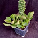 Monadenium Ritchiei Succulent Fresh Garden