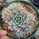 Monanthes Polyphylla Succulent Plant Fresh Garden