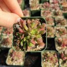 Monkey Tail Cactus Hildewintera Colademononis Succulent Plant Fresh Garden