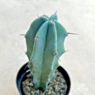 Myrtillocactus Geometrizans Blue Candle Comes In A 2.5 Pot Fresh Garden Myrtillocactus Geometrizans Blue Candle Comes In A 2.5 Pot Fresh Garden