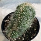Neobuxbaumia Euphorbioides Cristata Comes In A 3.5 Pot Fresh Garden
