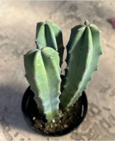 Myrtillocactus Geometrizans Blue Candle 3 Headed Plant Comes In A 3.5  Pot Fresh Garden