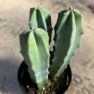 Myrtillocactus Geometrizans Blue Candle 3 Headed Plant Comes In A 3.5  Pot Fresh Garden