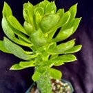 Monadenium Quentheri Succulent Fresh Garden