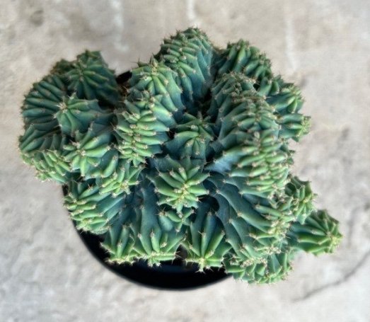 Myrtillocactus Geometrizans Blue Candle Crest Comes In A 3.5 Pot Fresh Garden