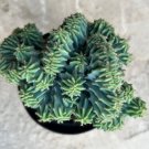 Myrtillocactus Geometrizans Blue Candle Crest Comes In A 3.5 Pot Fresh Garden