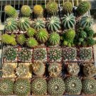 Neochilenia Chilensis And Other 5 Varieties Lot Of 36 Cactus Plants Fresh Garden
