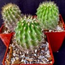 Neochilenia Chilensis Lot Of 3 Cactus Plants Fresh Garden