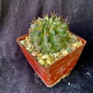 Neochilenia Huascensis Cactus Plant Fresh Garden