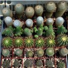 Neochilenia Huascensis & Other 5 Varieties Lot Of 36 Cactus Plants Fresh Garden